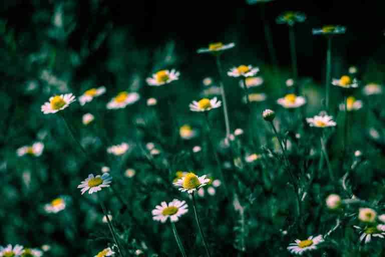 A close-up of blooming chamomile flowers in a lush green field. Perfect for nature and botanical themes.