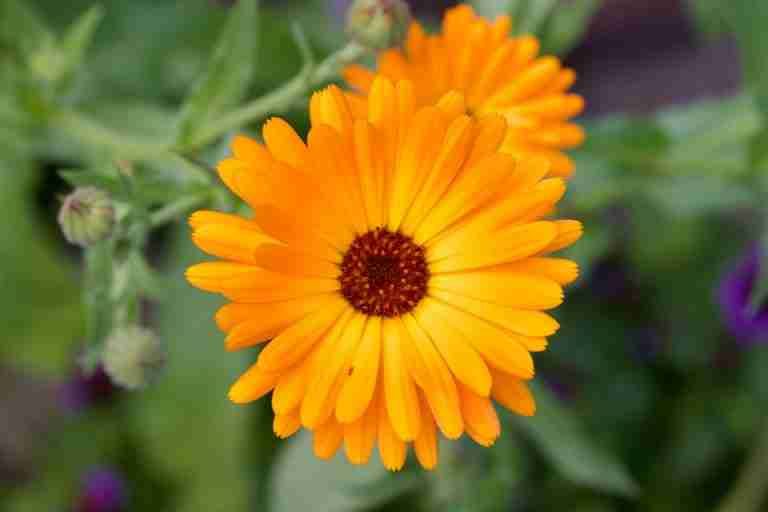 Close-up of a vibrant orange Calendula flower in full bloom with green foliage background.