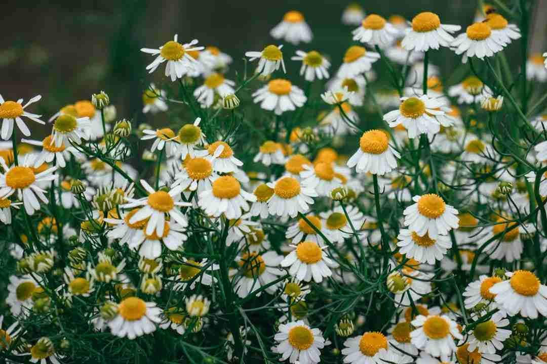 Swapping Caffeine for Chamomile: A Week of Surprising Energy Boosts