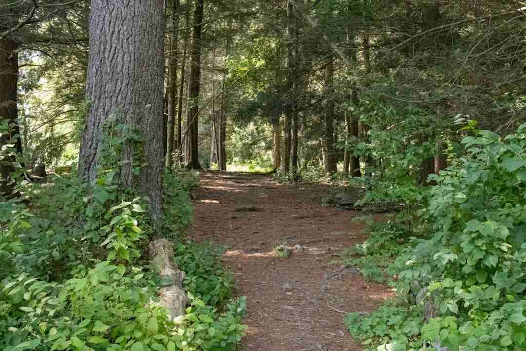 Why a Daily Walk in Nature Feeds Your Mind Just as Much as Your Body