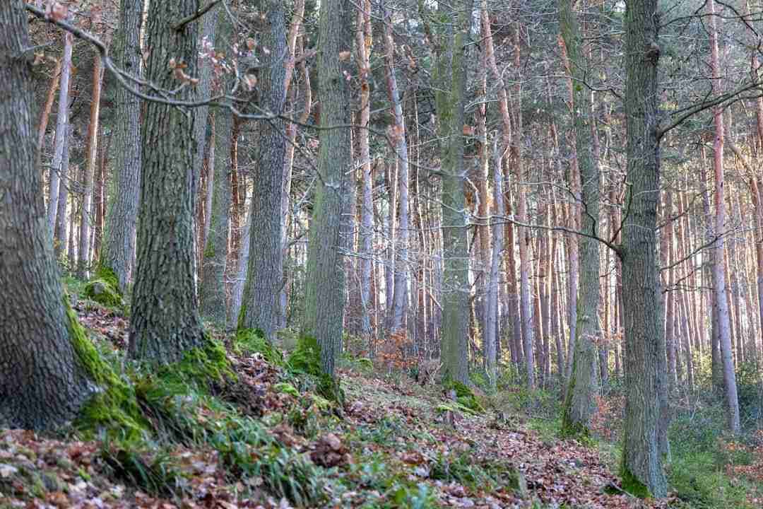 Why Forest Bathing Feels Like a Reset Button for Your Brain