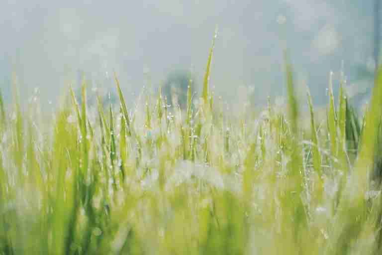 Close-up shot of sparkling dewdrops on lush green grass under morning light, invoking freshness and tranquility.