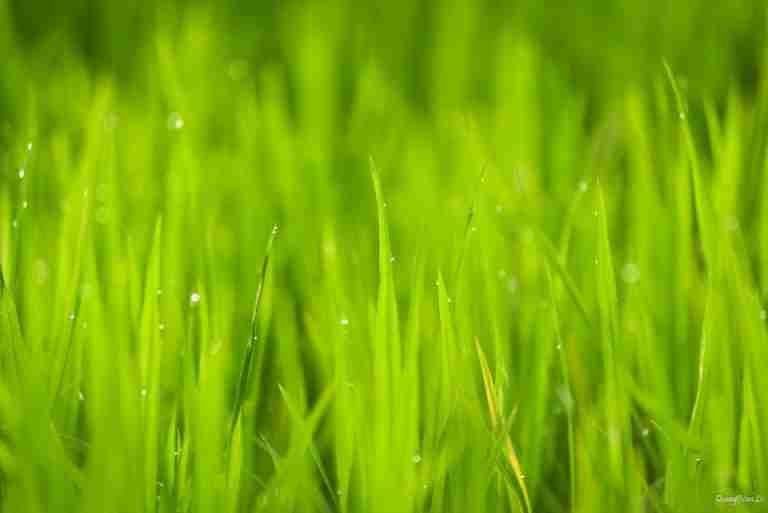 Close-up of vibrant green grass with dewdrops, showcasing refreshing natural beauty.