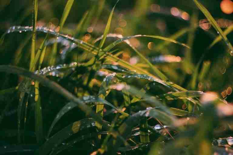 Close-up of wet grass with dew drops and a beautiful bokeh effect in the warm morning light.