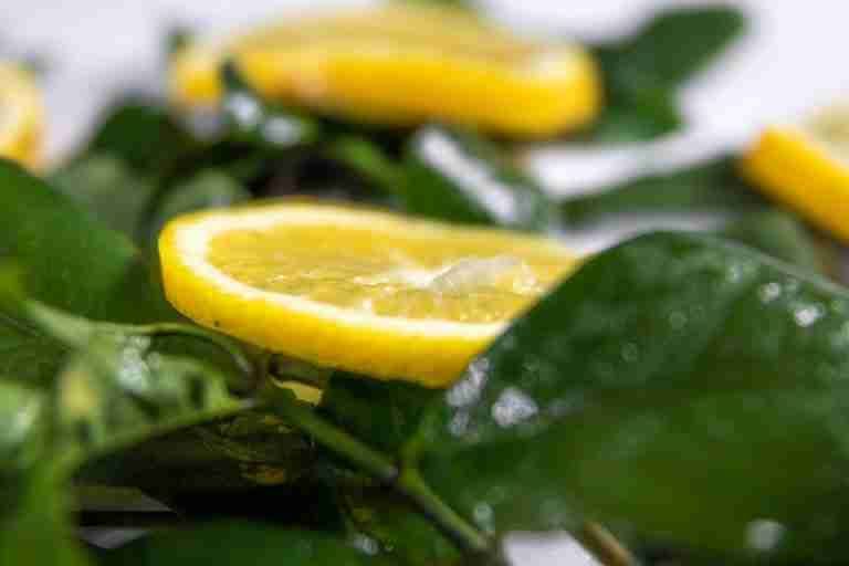 Vibrant lemon slices on glossy green leaves, perfect for organic and citrus themes.