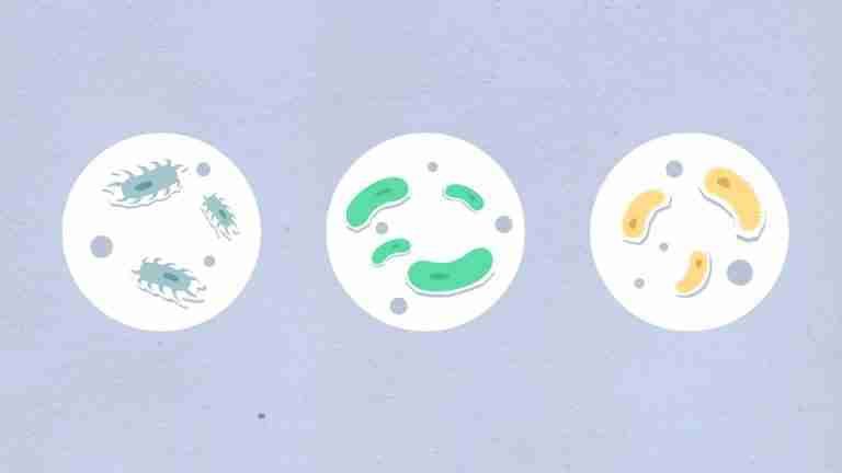 Top view of cutout paper appliques representing round shaped cells with different bacilli in capsules