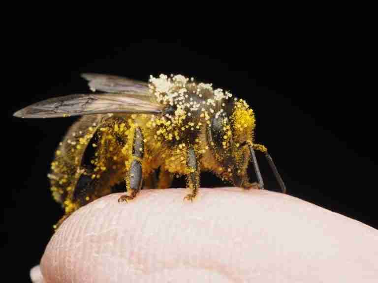 Close-up macro image of a honey bee covered in pollen resting on a human finger, against a black background.