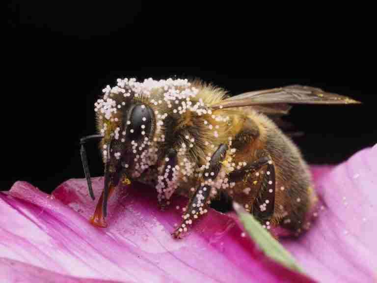 Detailed macro photograph of a pollen-covered bee on a vibrant pink flower petal.