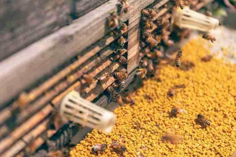 Detailed view of bees collecting pollen and returning to their hive. Nature in action.