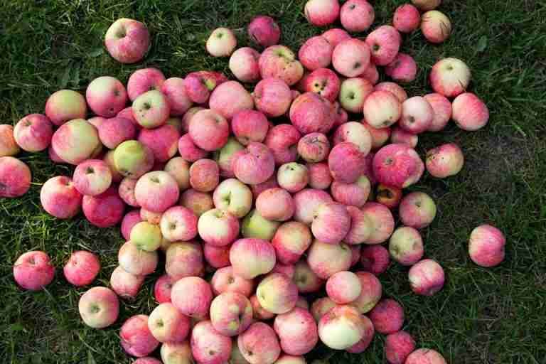 A vibrant collection of fresh apples scattered on green grass, creating a colorful and natural display.