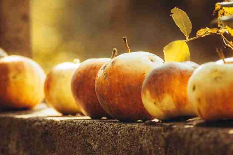A close-up of ripe apples on a sunlit stone ledge with warm autumn tones.
