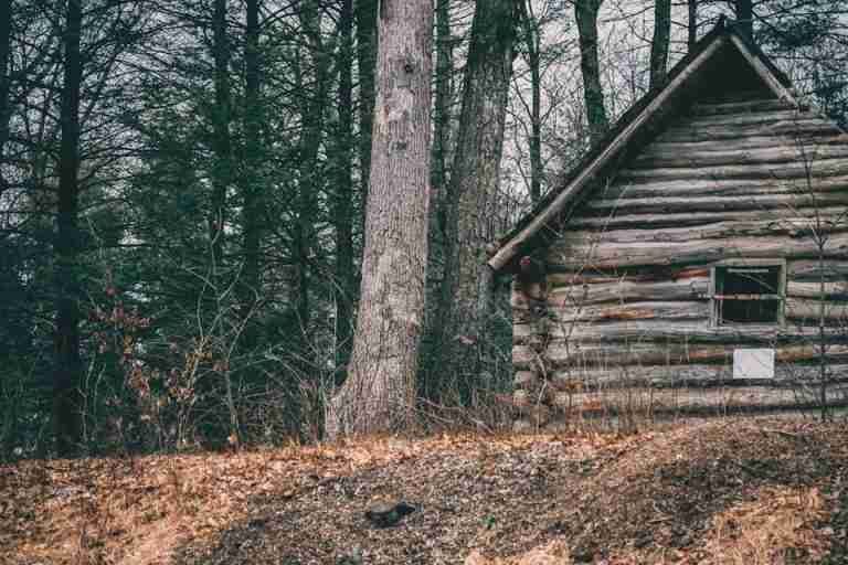A rustic log cabin sits hidden among dense forest trees, creating a peaceful rural setting.