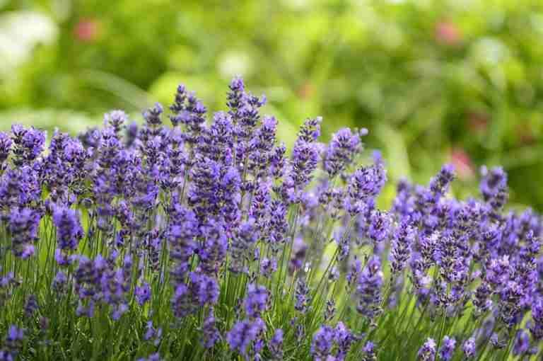 Close-up of vibrant lavender flowers in a lush summer garden, showcasing natural beauty and tranquility.