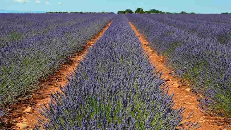 Stunning lavender fields stretch across the landscape in Valensole, capturing the essence of Provence in summer.
