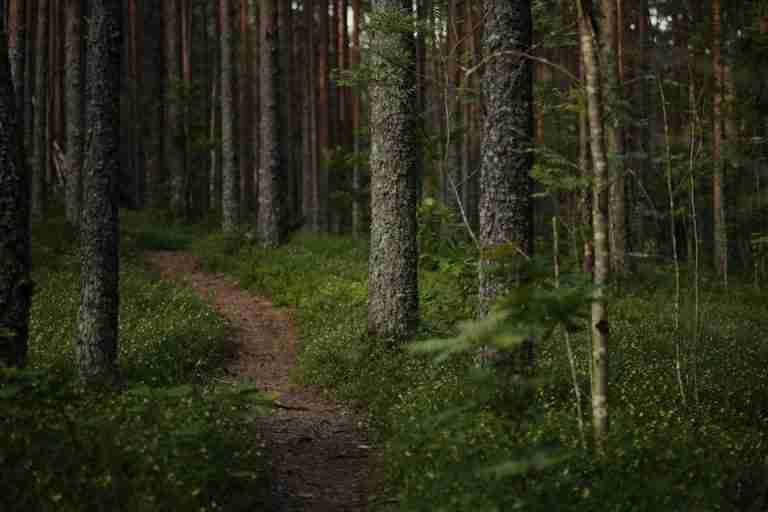 Tranquil forest path winding through tall trees and lush greenery, ideal for hiking.