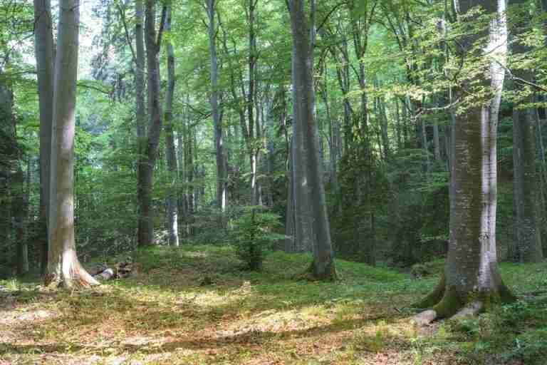 Serene beech forest with sunlight filtering through lush green foliage.