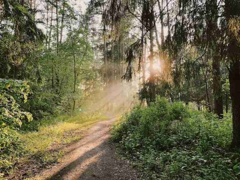 A scenic forest trail illuminated by warm sunlight filtering through the trees.