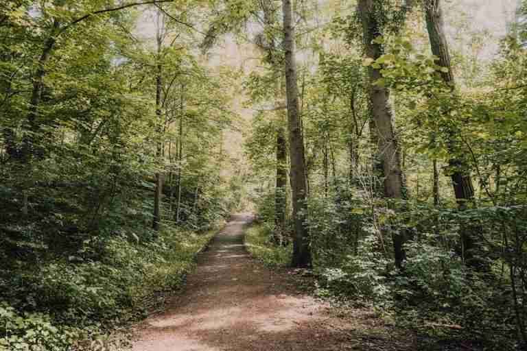 Peaceful forest trail surrounded by lush green trees, perfect for nature walks.