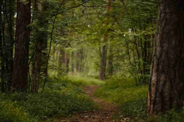 A tranquil forest path surrounded by lush greenery, perfect for forest bathing and relaxation.