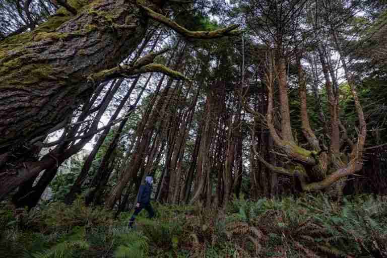 A person walks through a serene forest with towering mossy trees.