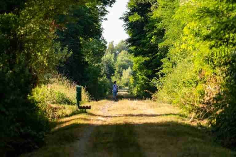 A solitary figure walks along a tranquil forest path in Garešnica, Croatia, surrounded by lush greenery.