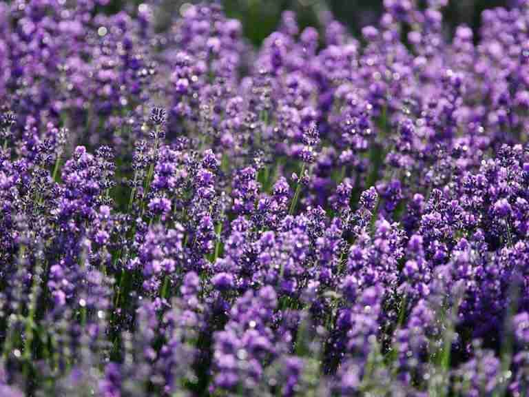 Closeup of bright purple field of delicate aromatic lavender flowering plant growing on sunny day