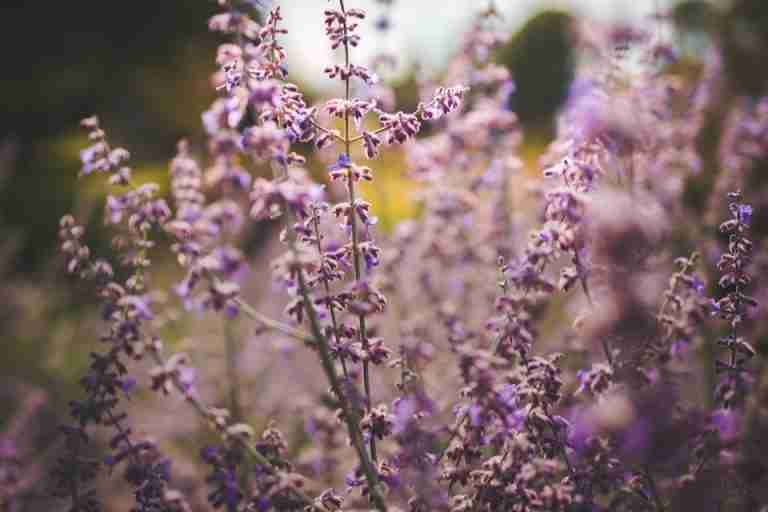Vibrant lavender garden with soft focus showcasing the tranquil beauty of nature in full bloom.