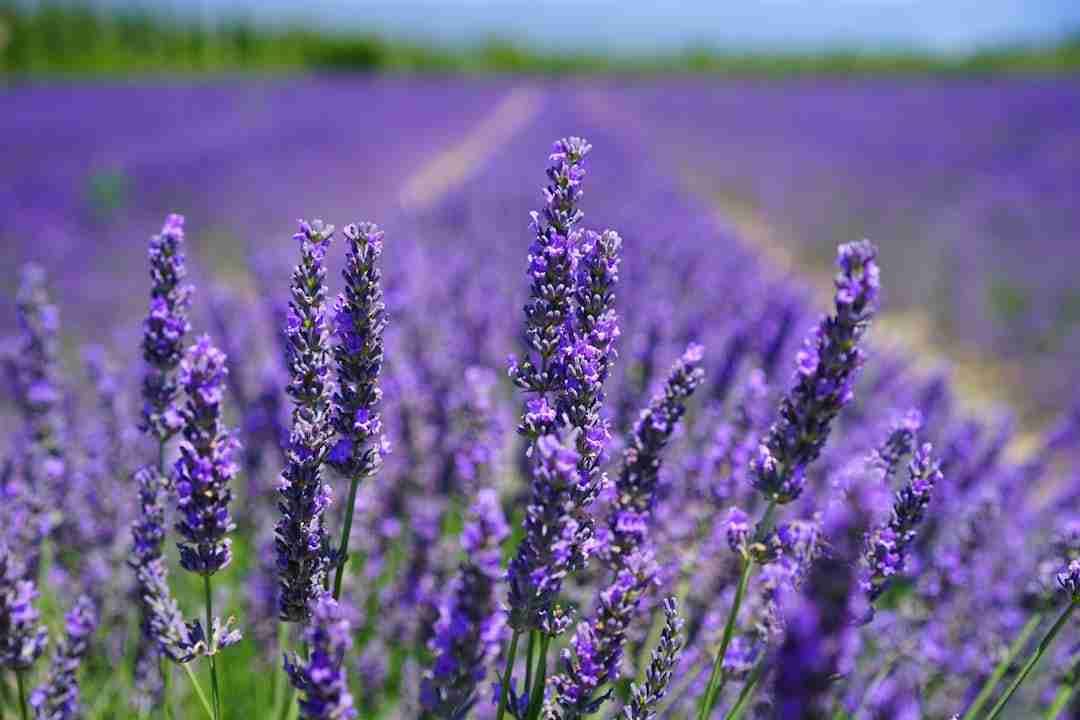 Grandma's Secret for Stress Relief: The All-Natural Lavender Steam