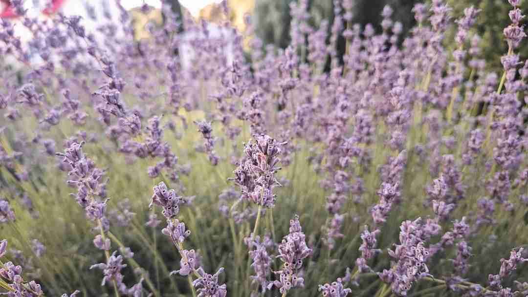 Harnessing Lavender: A Natural Remedy for Better Sleep Tonight