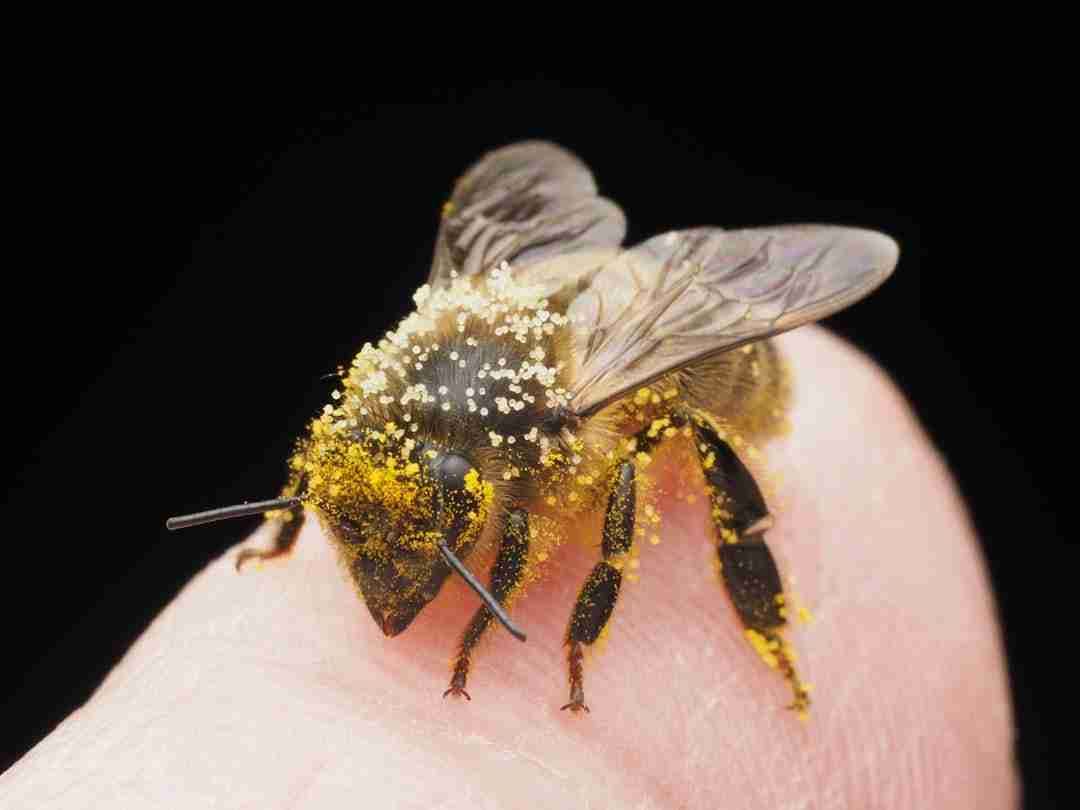 The Time I Tried Bee Pollen for Seasonal Allergies
