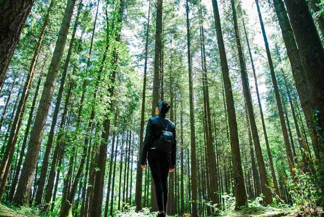 Unlocking Emotional Balance Through Forest Bathing