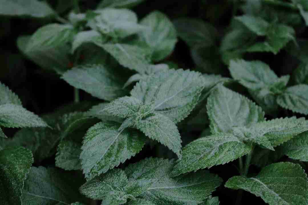 Why Lemon Balm Tea Became My Go-To for Restful Nights