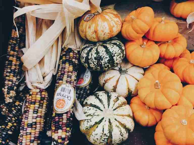 A vibrant display of small orange pumpkins and decorative maize captures the essence of autumn harvest.