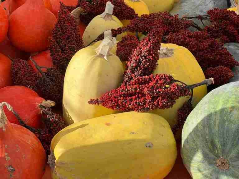 Vibrant arrangement of assorted gourds and red sumac berries showcasing fall harvest.