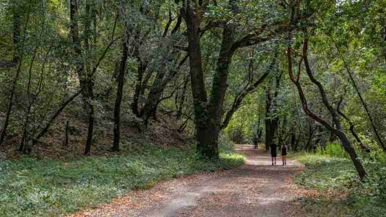 People walking on a serene dirt pathway surrounded by dense green forest trees.