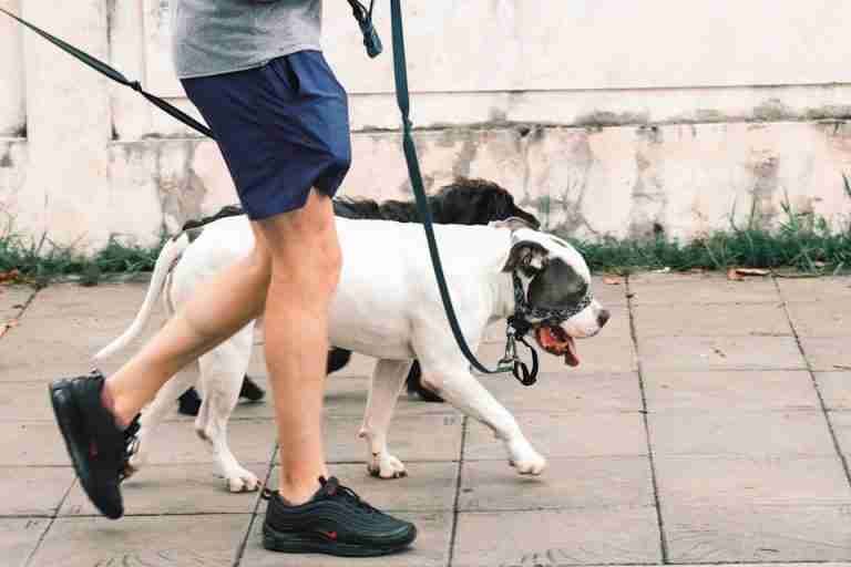 Close-up of a person walking two dogs on a leash outdoors, highlighting daily exercise