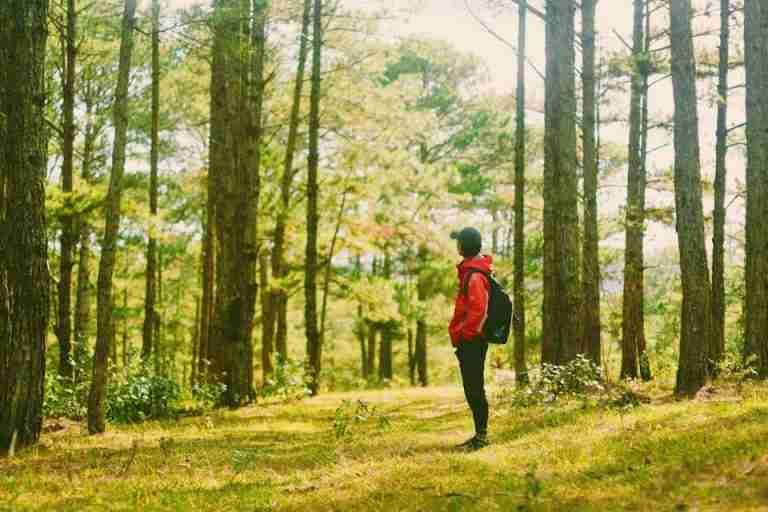 A lone hiker in a red jacket explores a tranquil, sunlit forest scene.