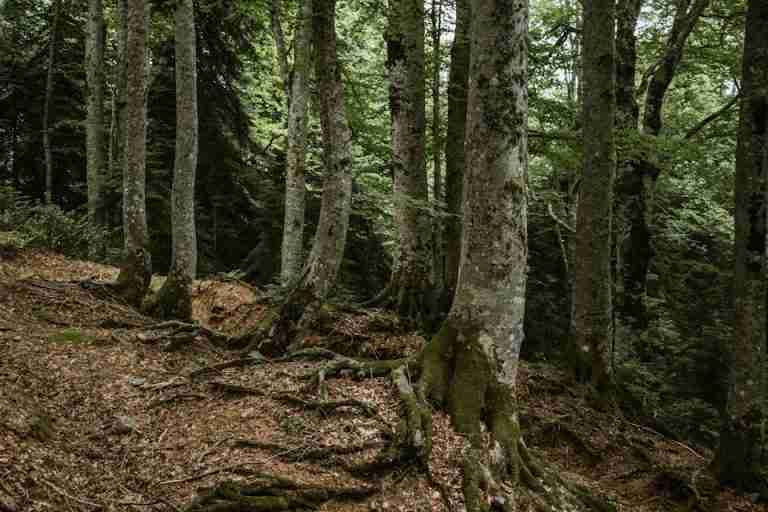 A tranquil forest scene with majestic tree trunks and lush greenery.