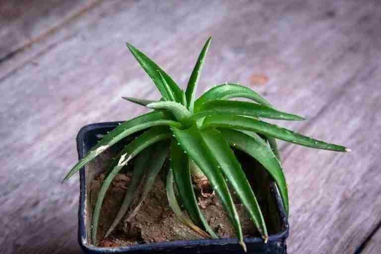 Vibrant green aloe vera plant in a pot on a rustic wooden background. Ideal for health and nature concepts.