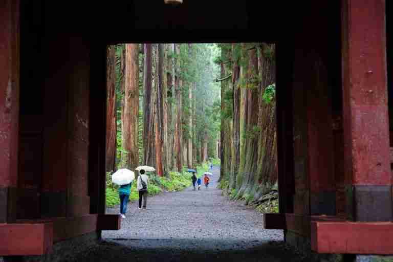 A peaceful walk through a cedar forest in Nagano, Japan with people holding umbrellas.