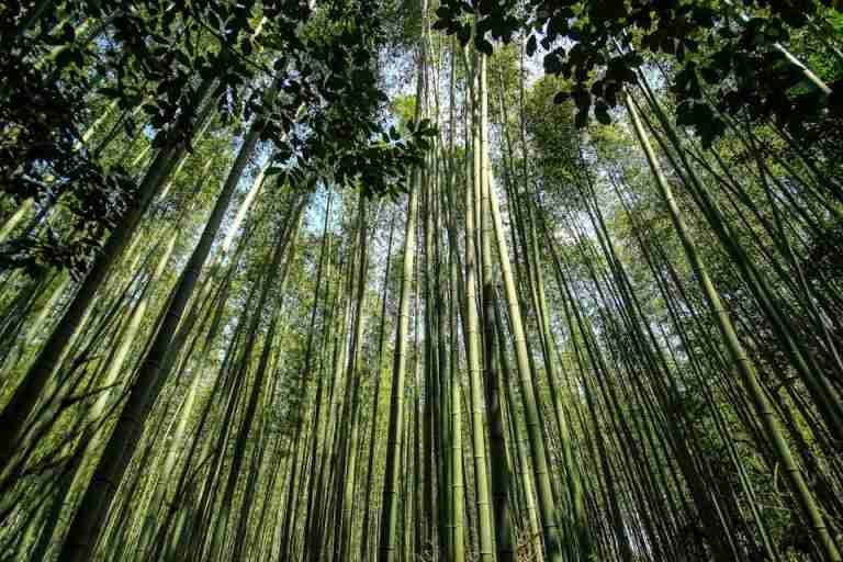 Explore the serene bamboo forest in Kyoto, Japan, capturing the essence of nature's tranquility.