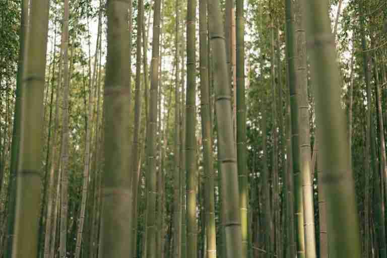 Tranquil view of tall bamboo trees in a lush Japanese forest, evoking peace.