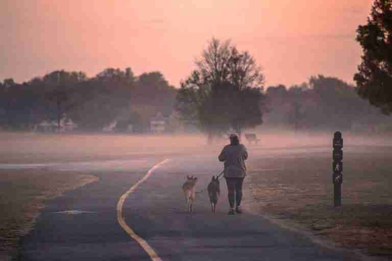 A person walks two dogs through misty Cove Island Park in Stamford, capturing the serene fall morning.