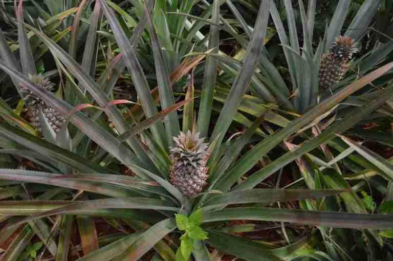Close-up view of pineapples growing in their natural setting, showcasing tropical agriculture.