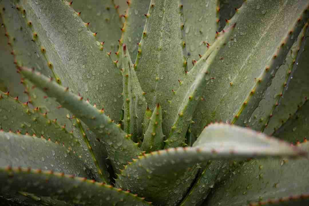 Grandma's Aloe Vera Secret for Sunburn Relief