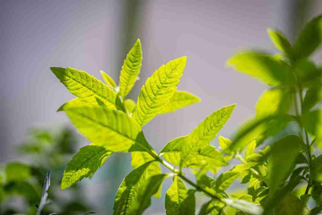 The Secret Life of Lemon Balm: Nature's Answer to Modern Stress