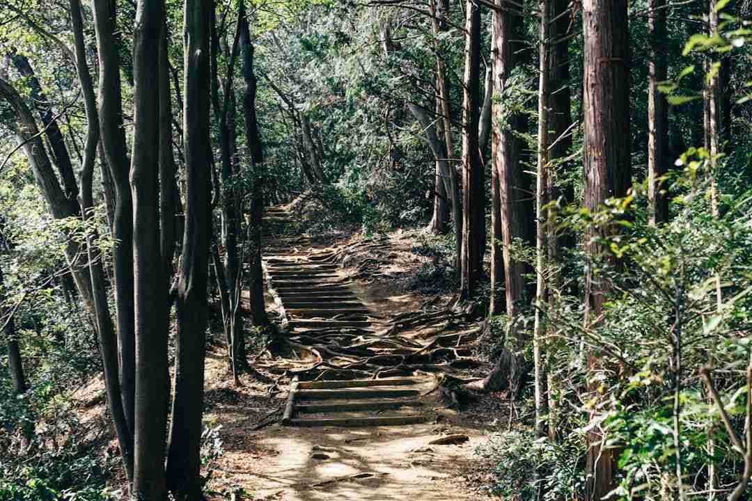 The Surprising Peace of Mind You Find on Forest Walks