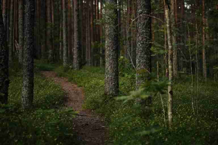 Tranquil forest path winding through tall trees and lush greenery, ideal for hiking.