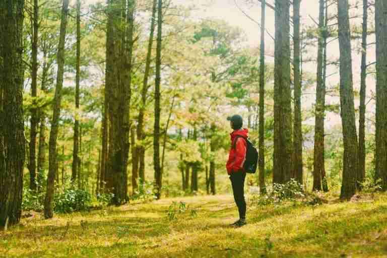 A lone hiker in a red jacket explores a tranquil, sunlit forest scene.