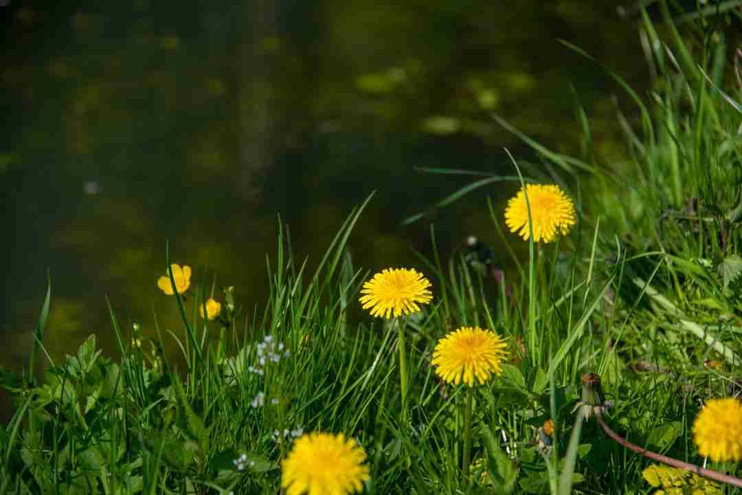 Why Dandelion Tea Became My Go-To for a Healthy Liver